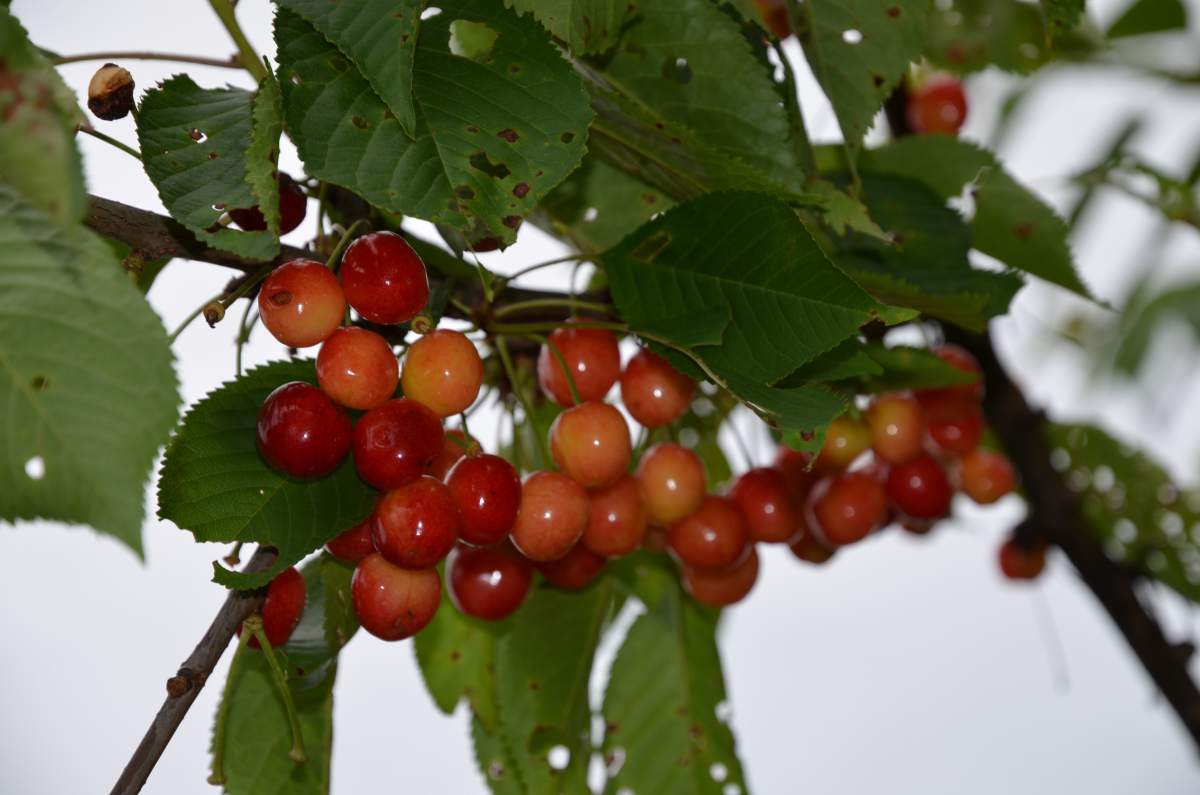 Süßkirsche: Büttners Rote Knorpel