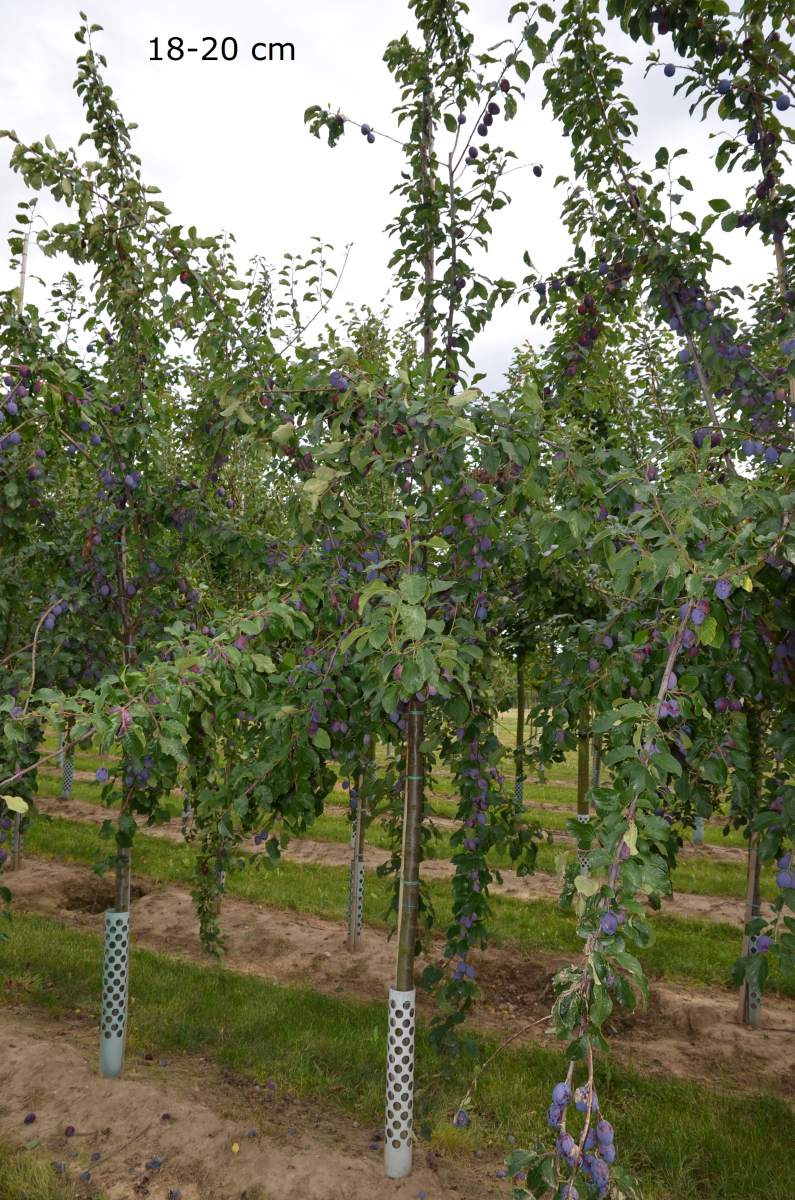 Ausgleichspflanzung – Ersatzpflanzung – Säulenobst – große Obstbäume