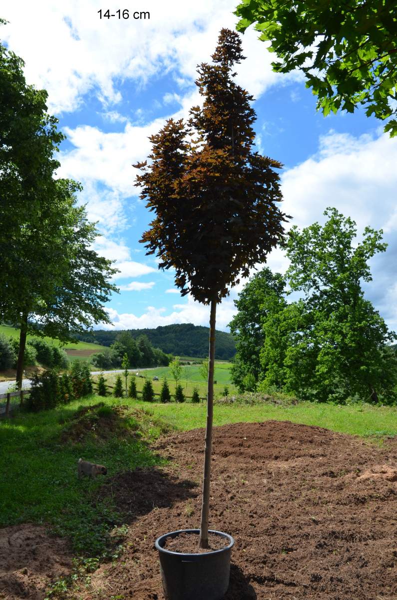 Ahorn: Rotblättriger Kugelahorn