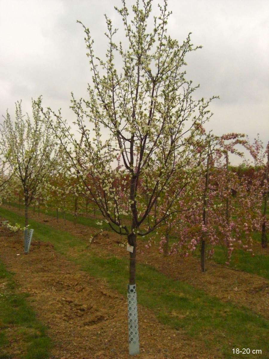 Zwetschge: Bühler Frühzwetschge