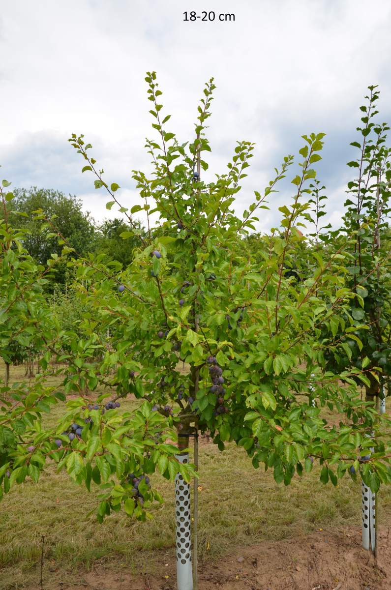 Zwetschge: Wangenheims Frühe