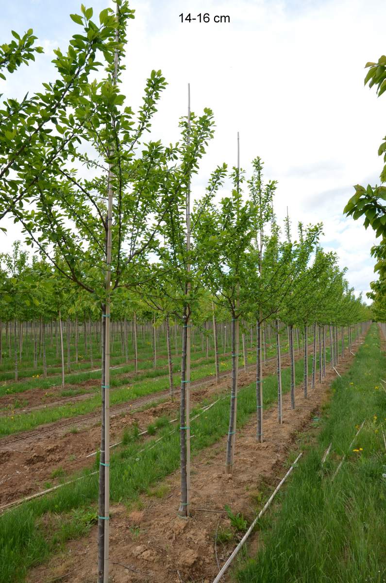 Zwetschge: Wangenheims Frühe