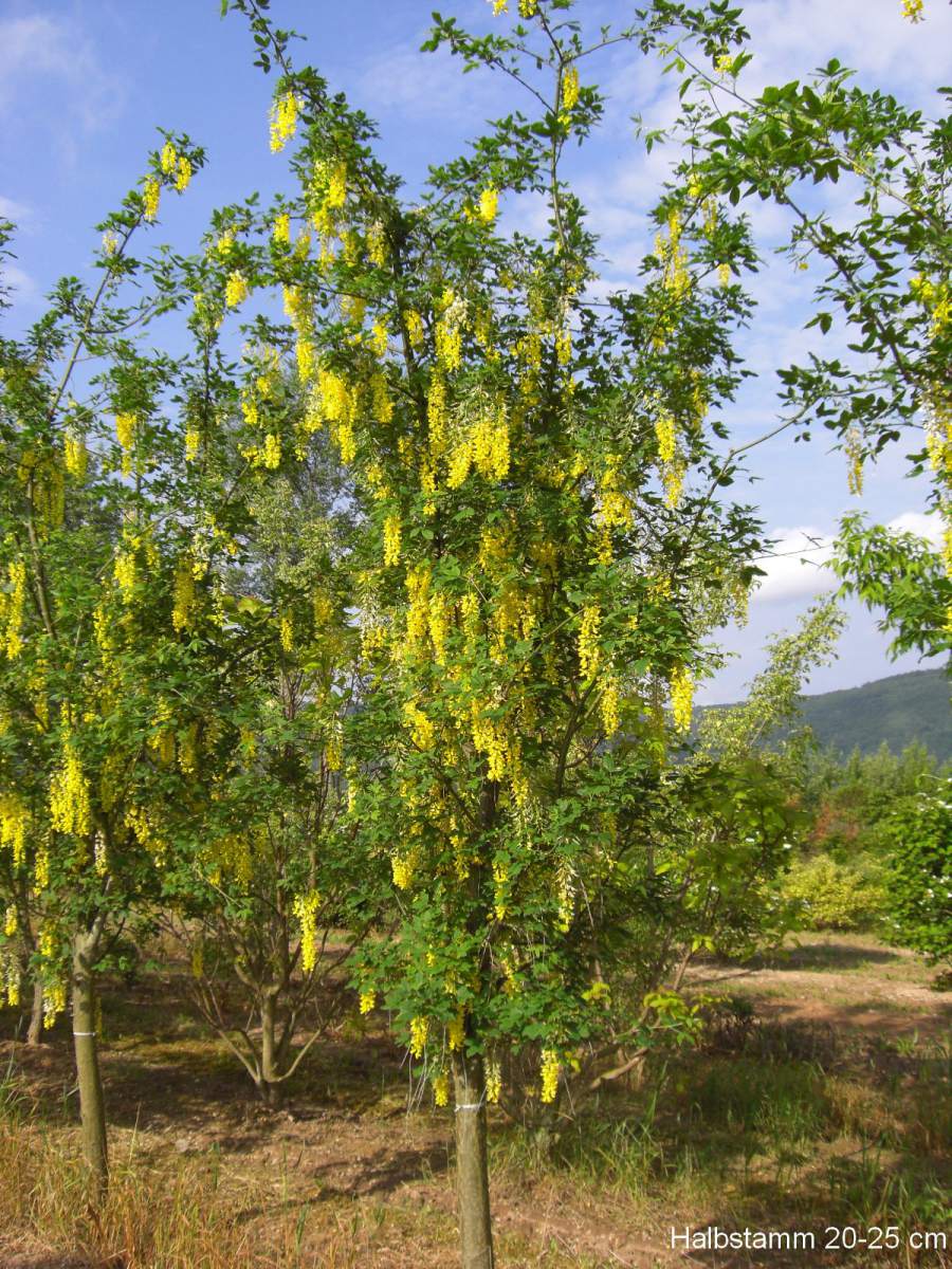 Goldregen: Veredelter Goldregen