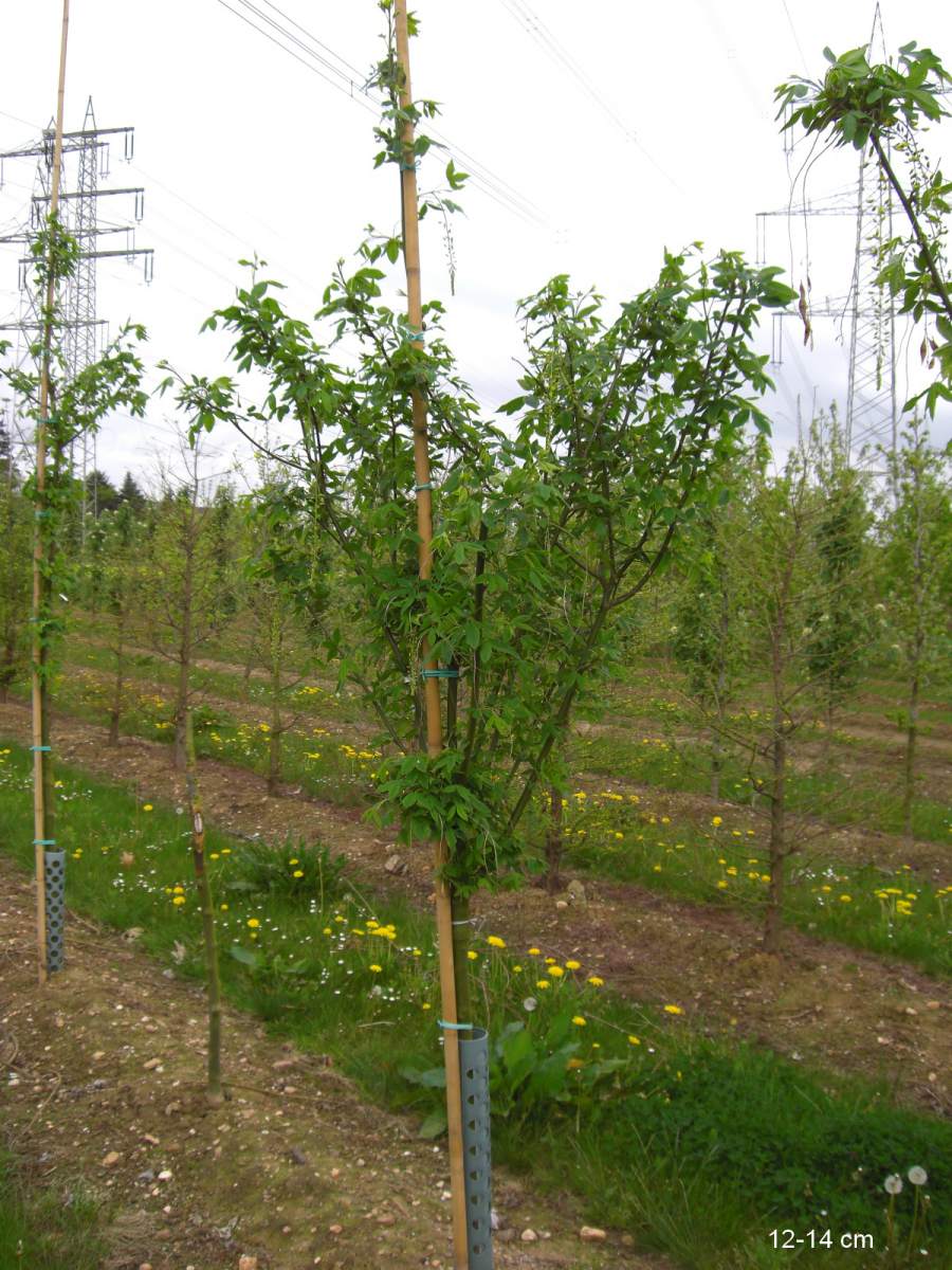 Goldregen: Veredelter Goldregen