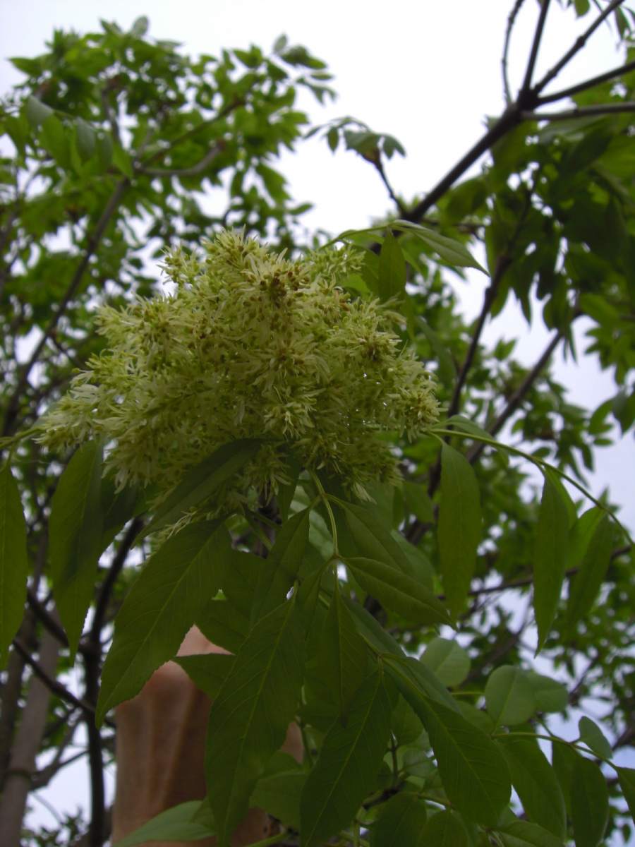 Esche: Kugel-Blumenesche Mecsek