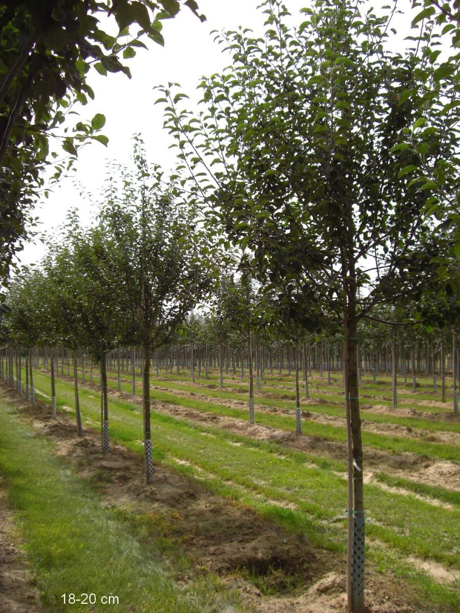 Apfel: Freiherr von Berlepsch