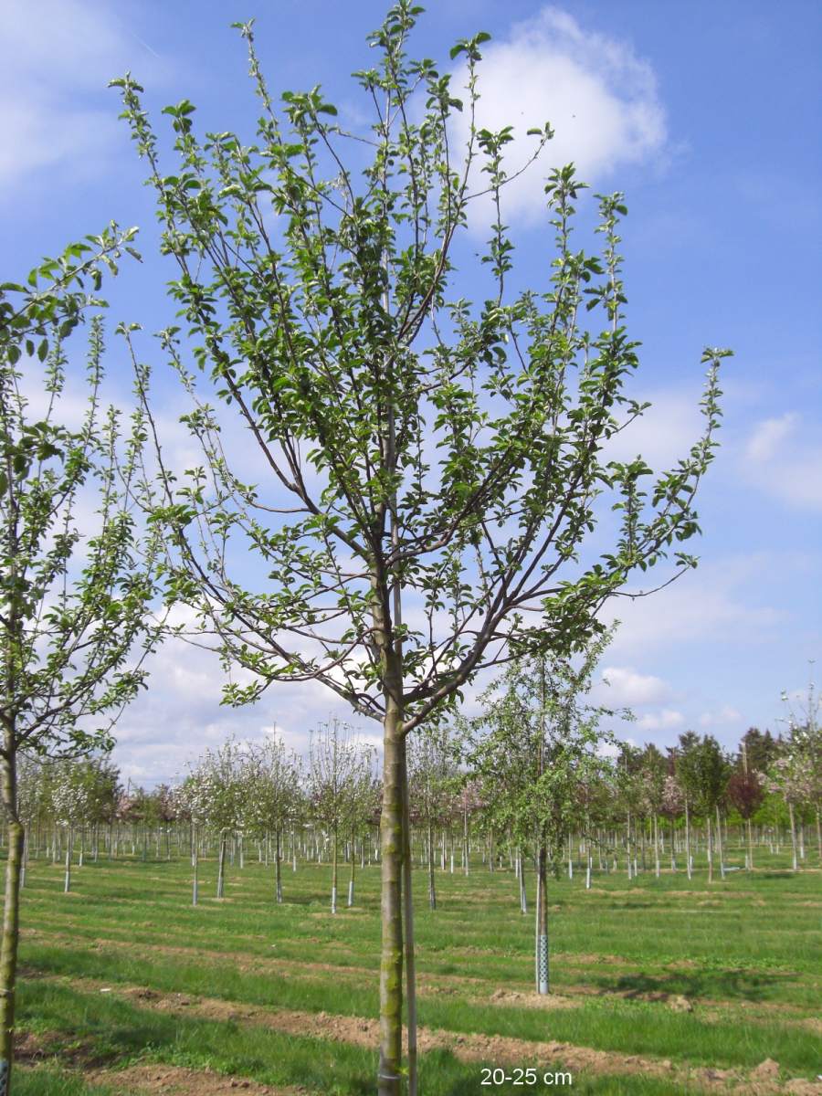 Apfel: Freiherr von Berlepsch