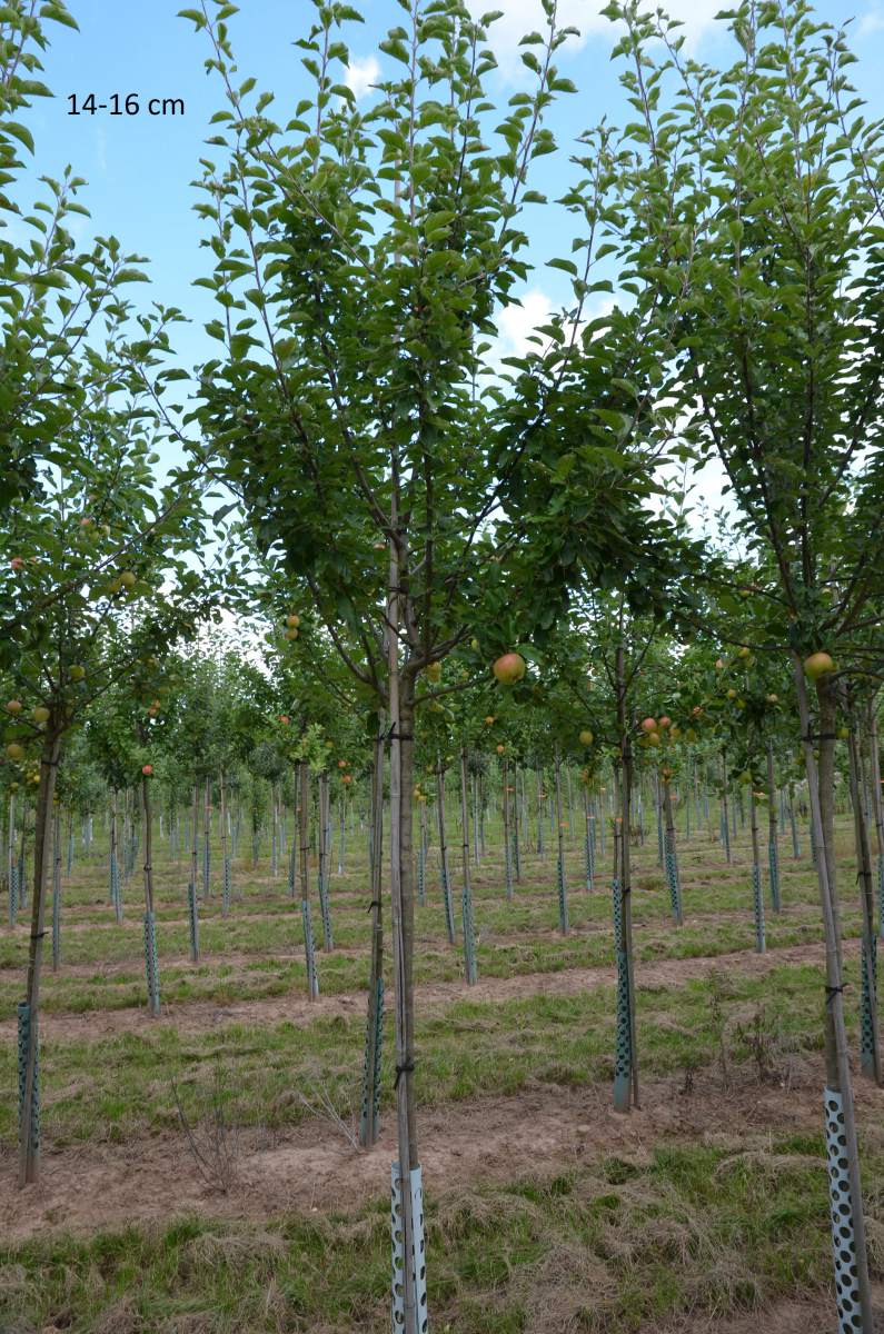 Apfel: Freiherr von Berlepsch