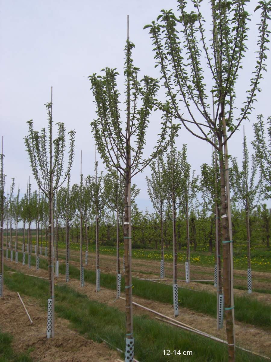 Apfel: Freiherr von Berlepsch