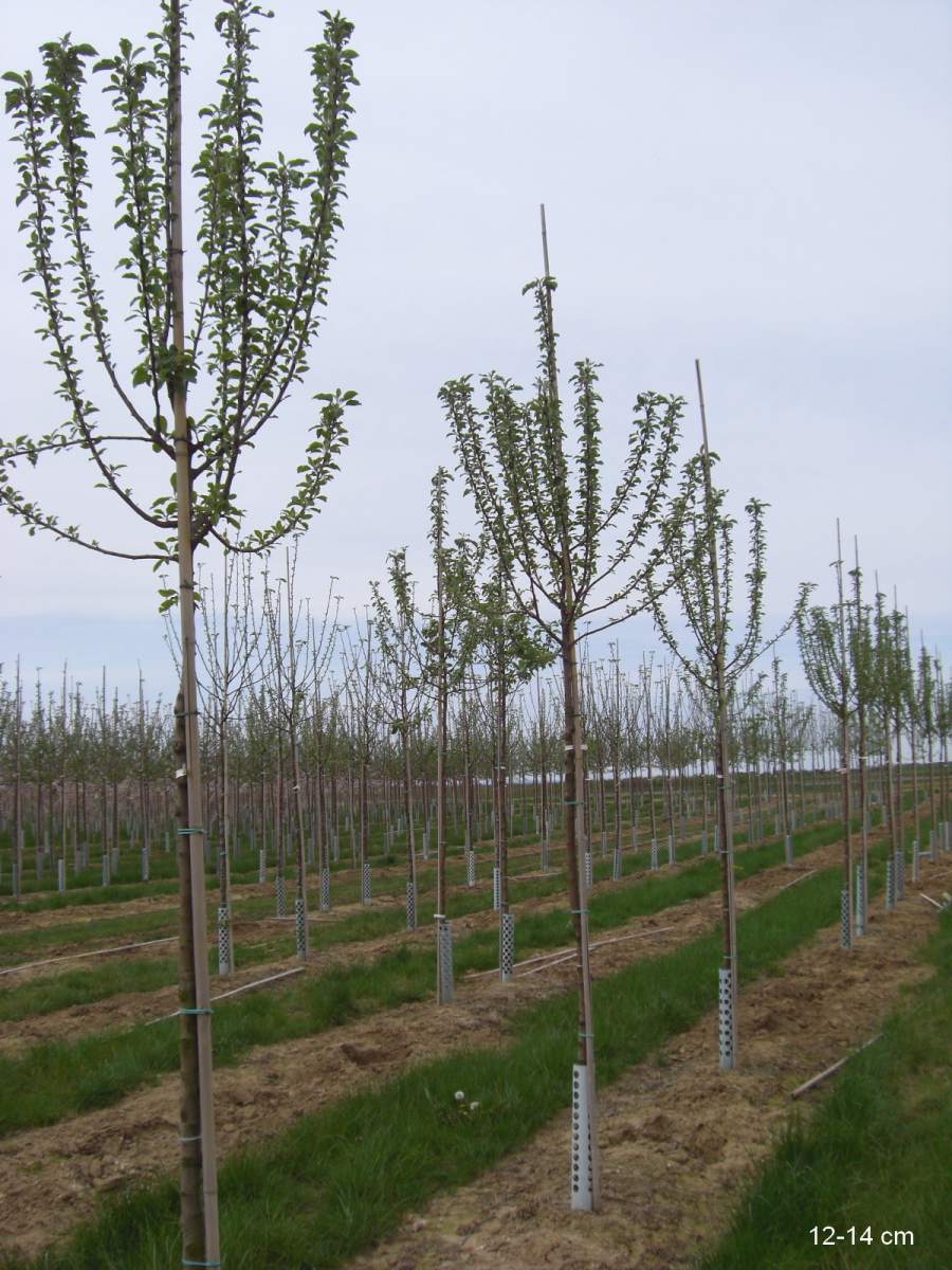 Apfel: Freiherr von Berlepsch