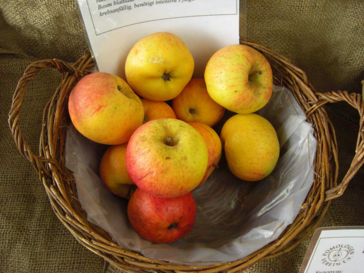 Apfel: Freiherr von Berlepsch