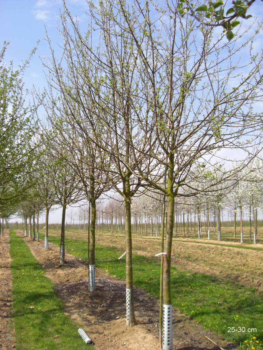 Apfel: Freiherr von Berlepsch