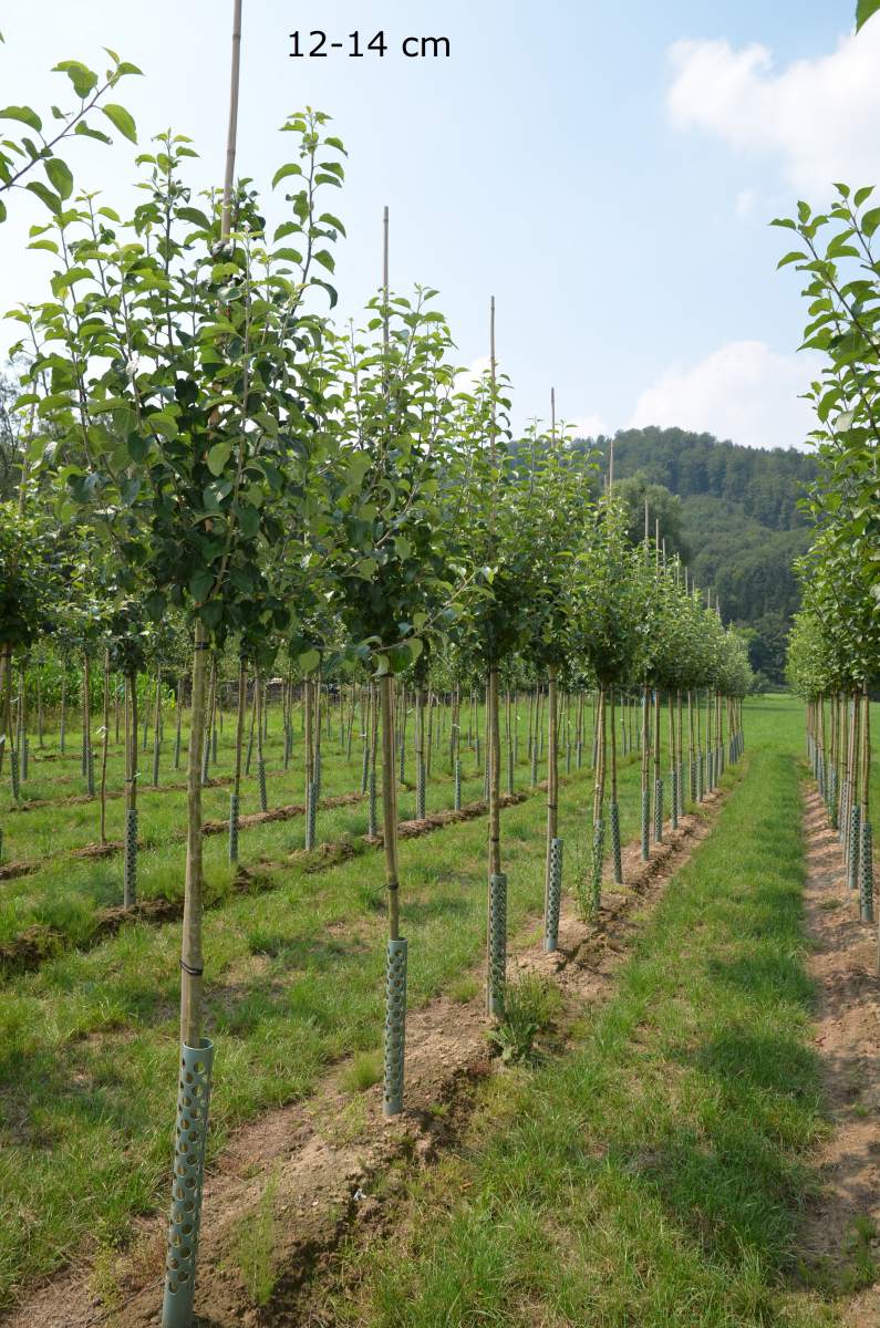 Apfel: Freiherr von Berlepsch