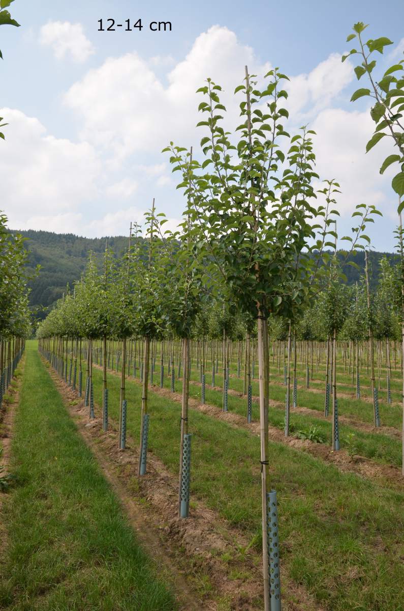 Apfel: Freiherr von Berlepsch
