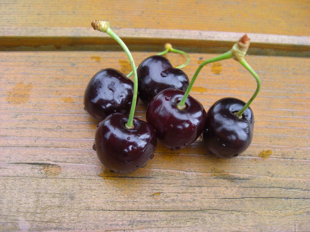Süßkirsche: Große Schwarze Knorpel