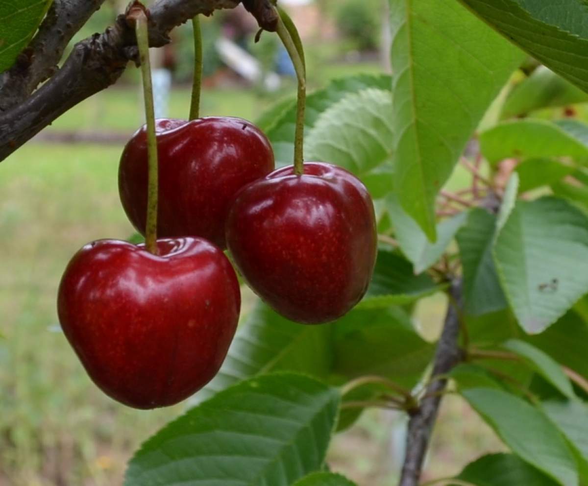 Süßkirsche: Summit