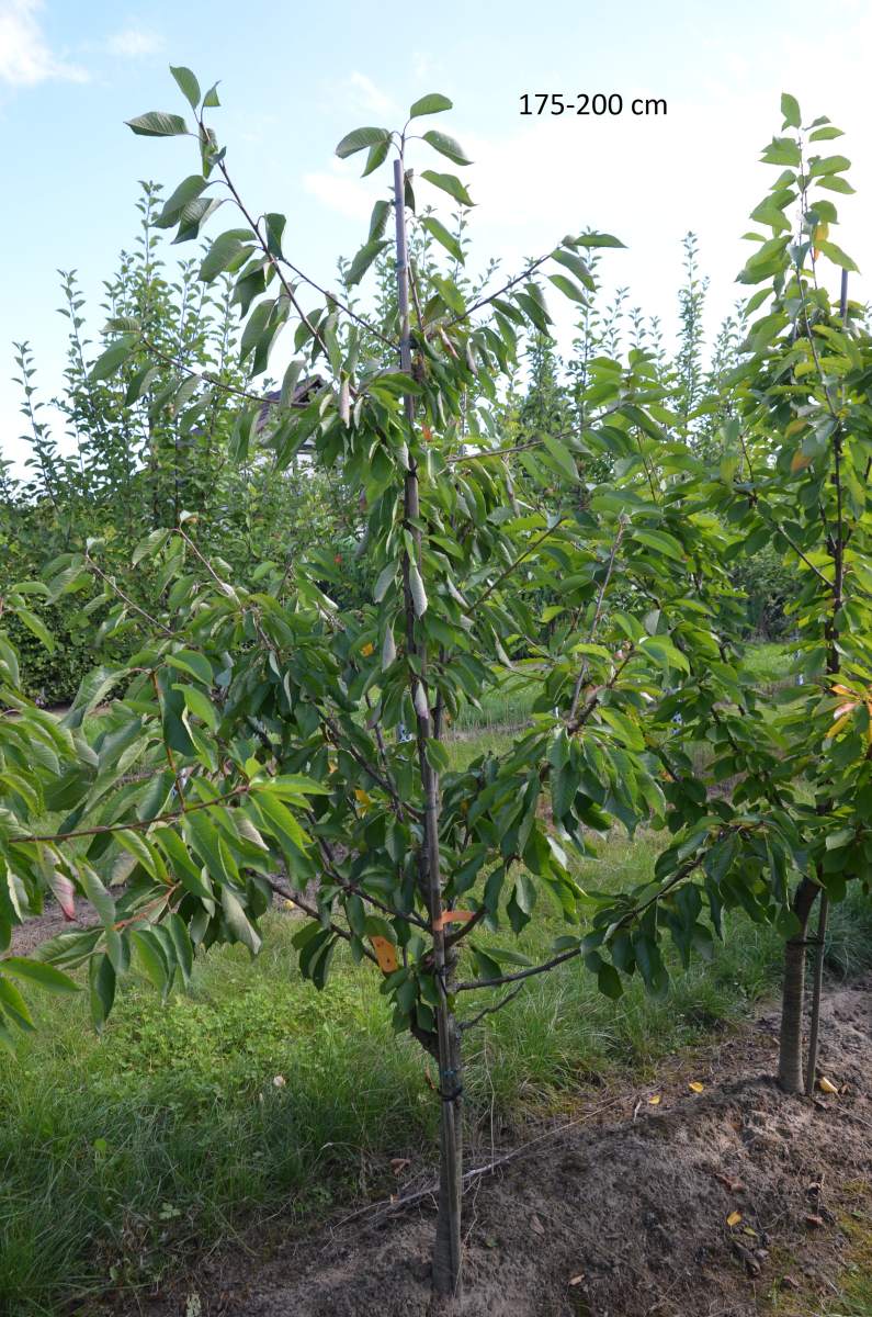 Süßkirsche: Summit