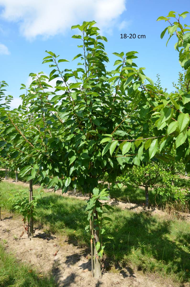 Süßkirsche: Summit