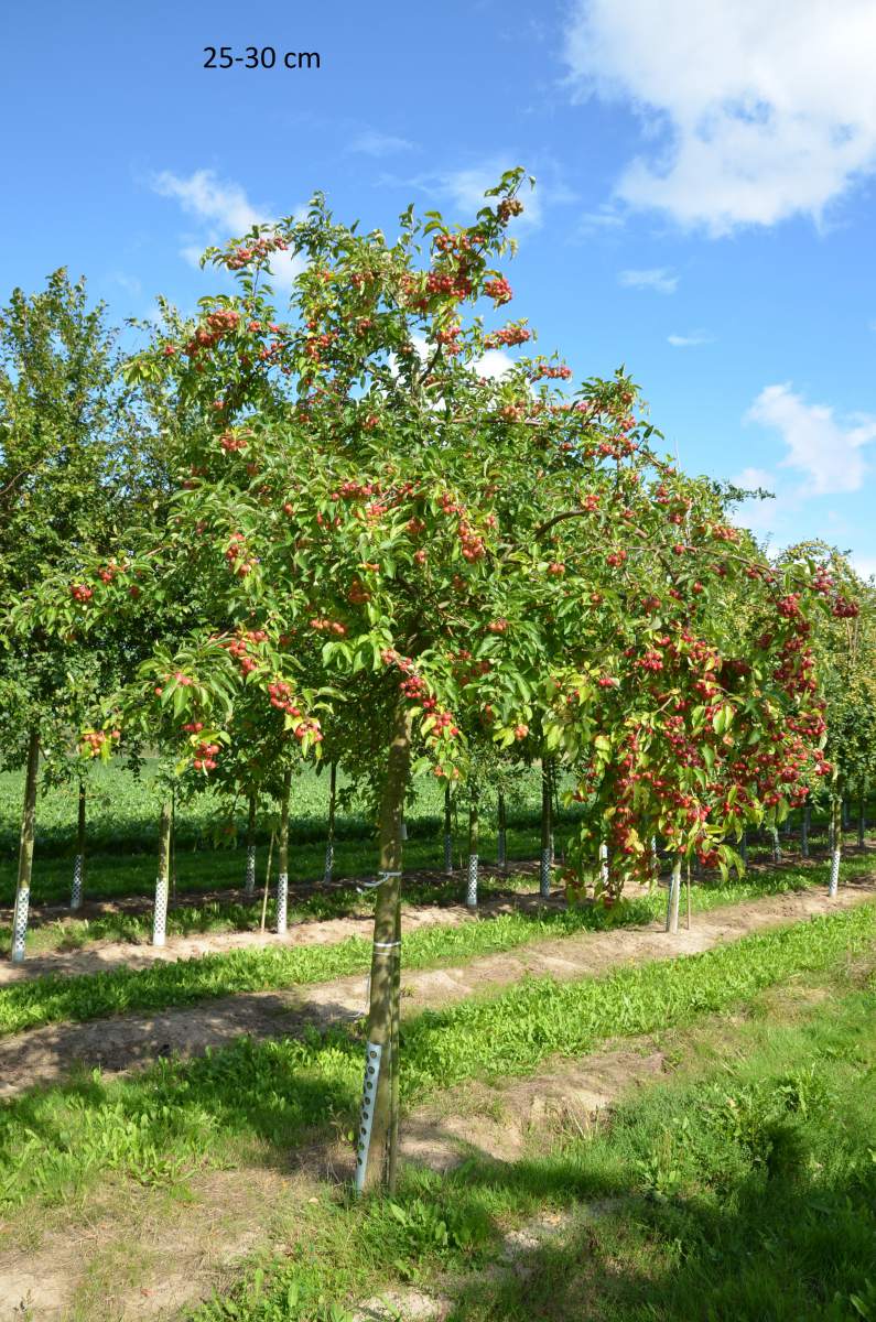 Zierapfel: Evereste