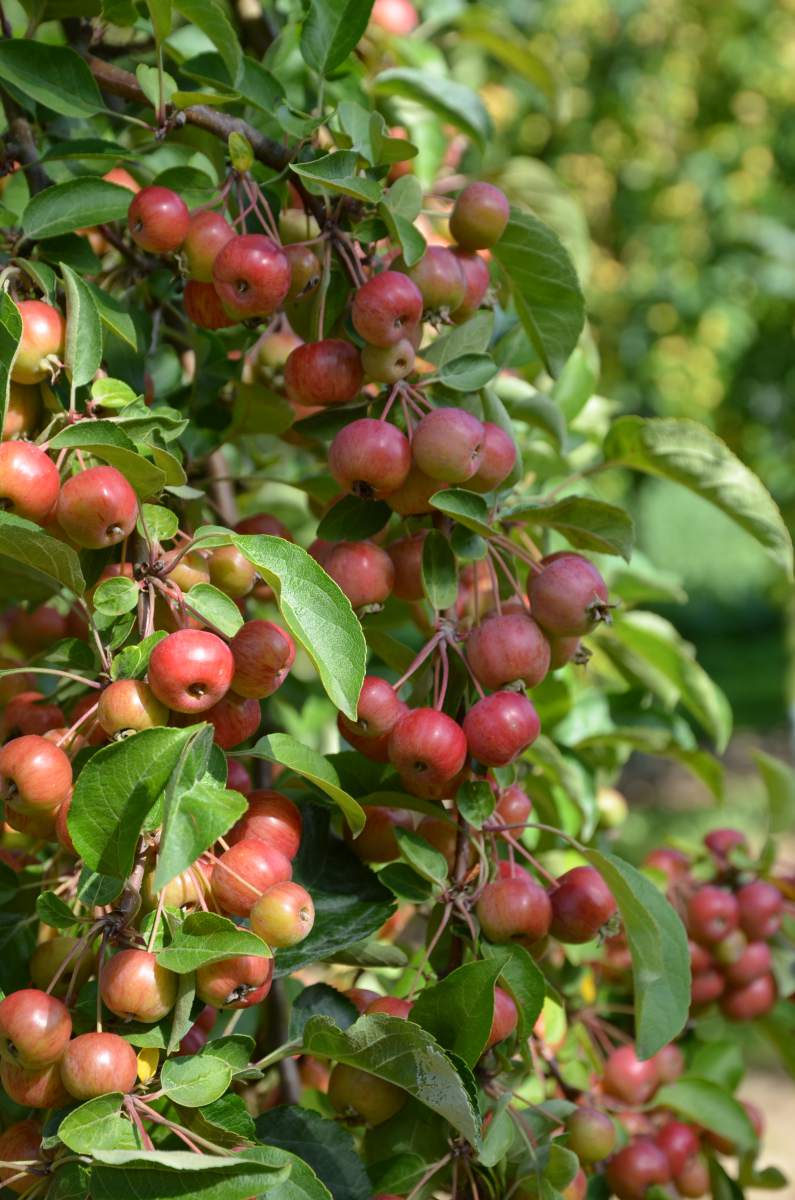 Zierapfel: Evereste