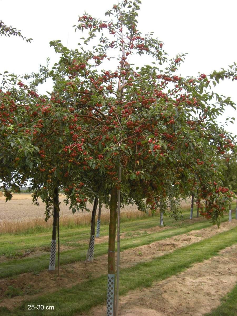 Zierapfel: Evereste