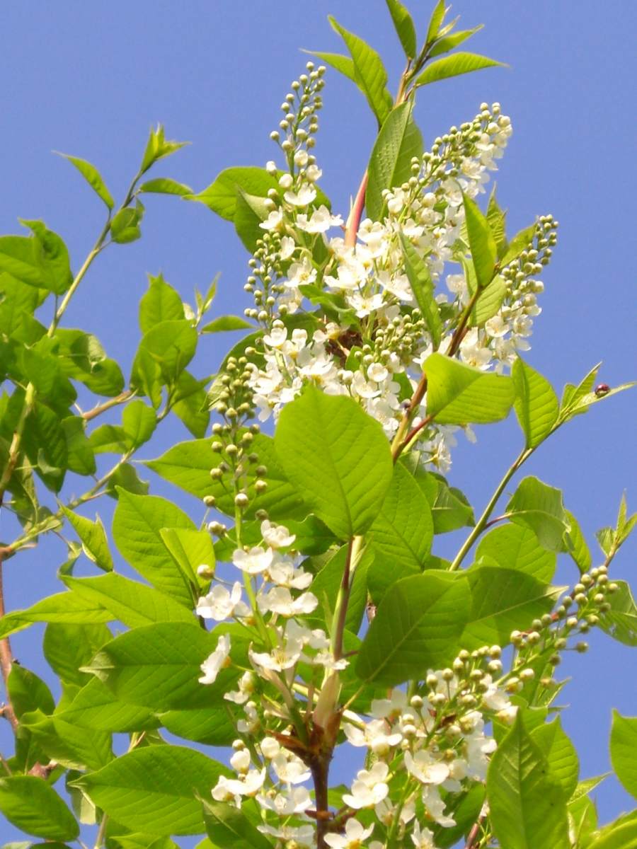 Traubenkirsche: Kugel-Traubenkirsche
