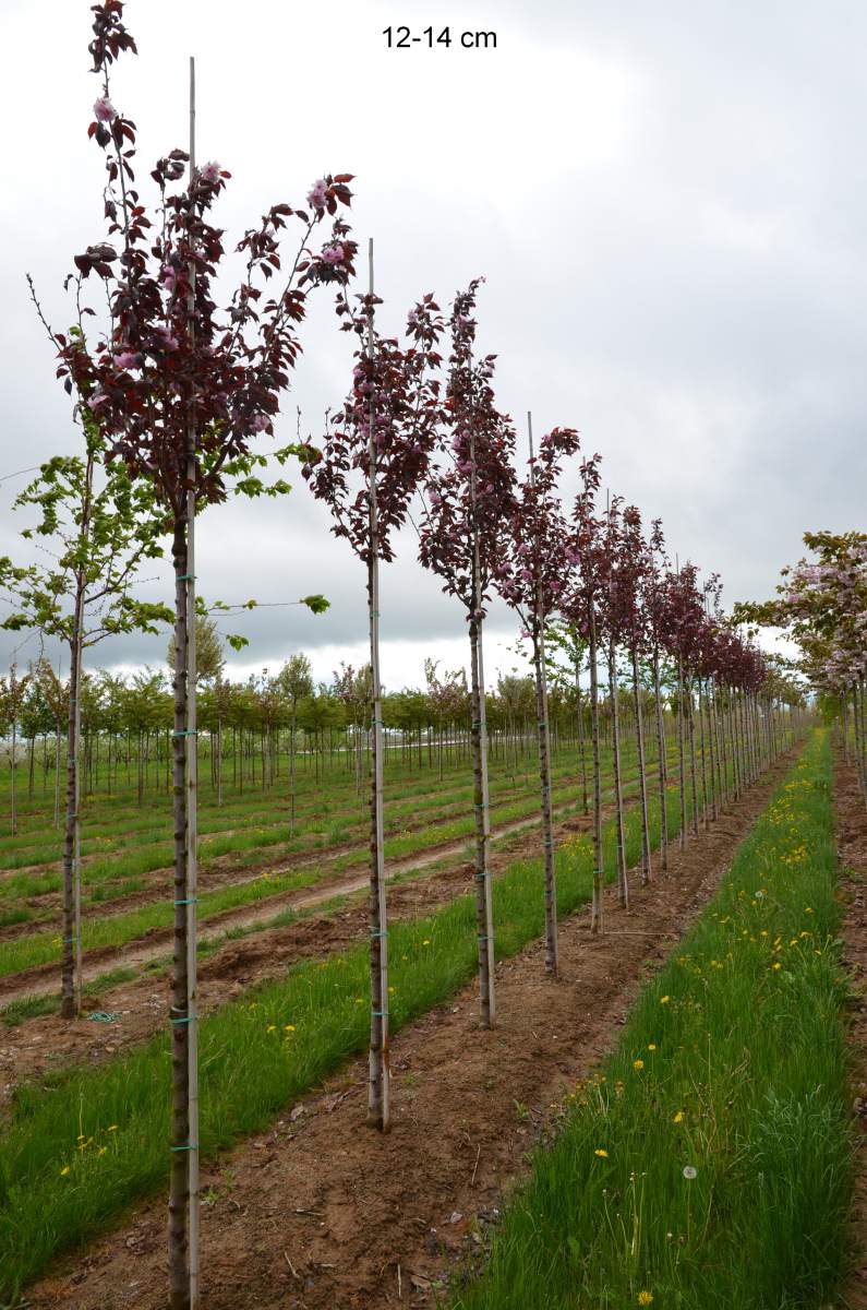 Zierkirsche: Royal Burgundy, rotlaubig