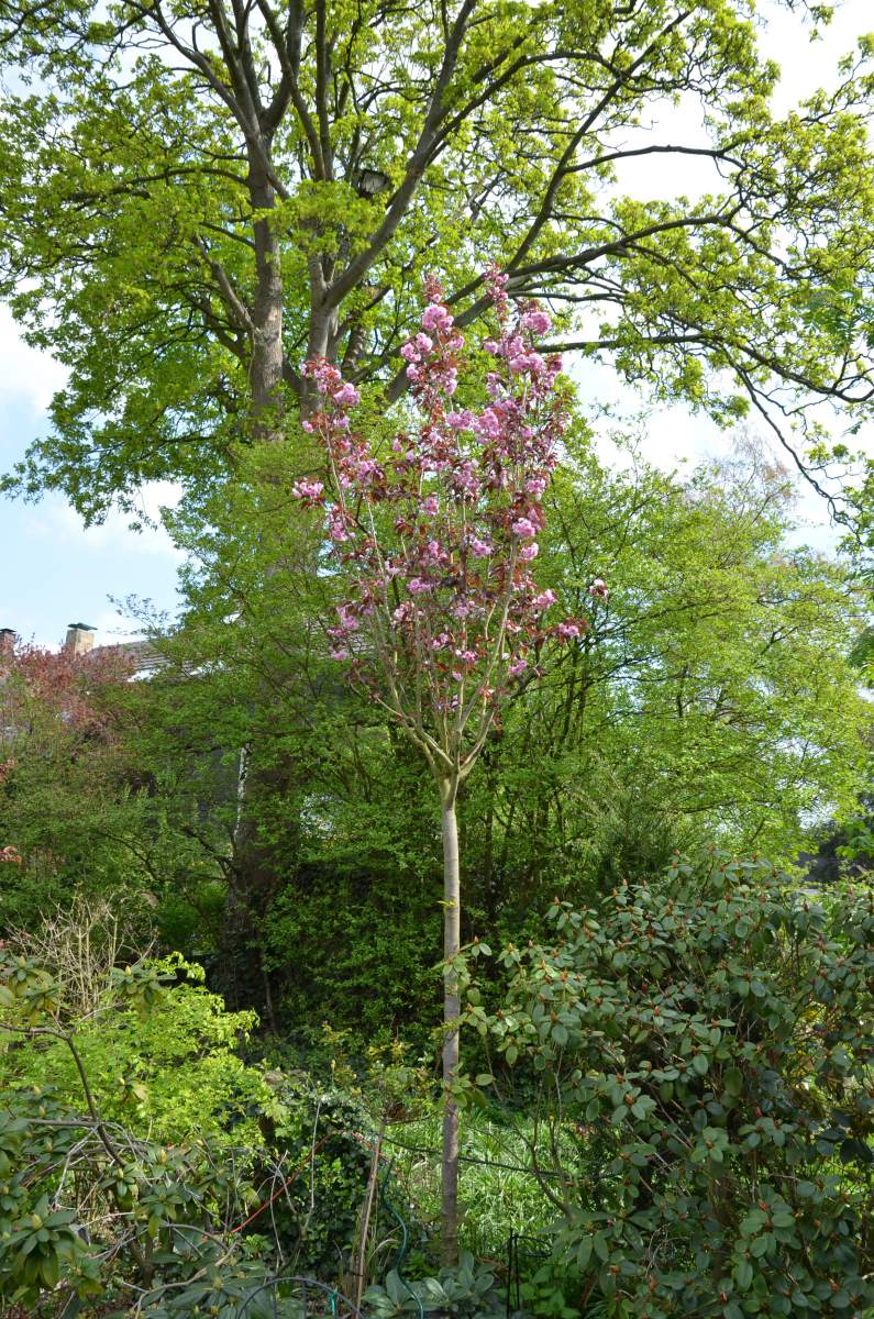 Zierkirsche: Royal Burgundy, rotlaubig