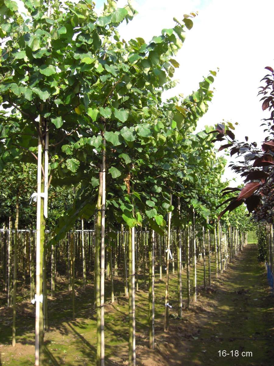 Judasbaum: Gewöhnlicher Judasbaum