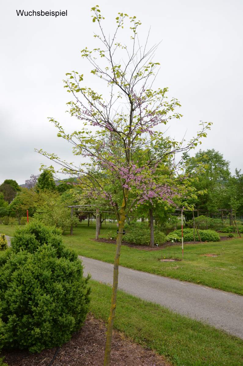 Judasbaum: Gewöhnlicher Judasbaum