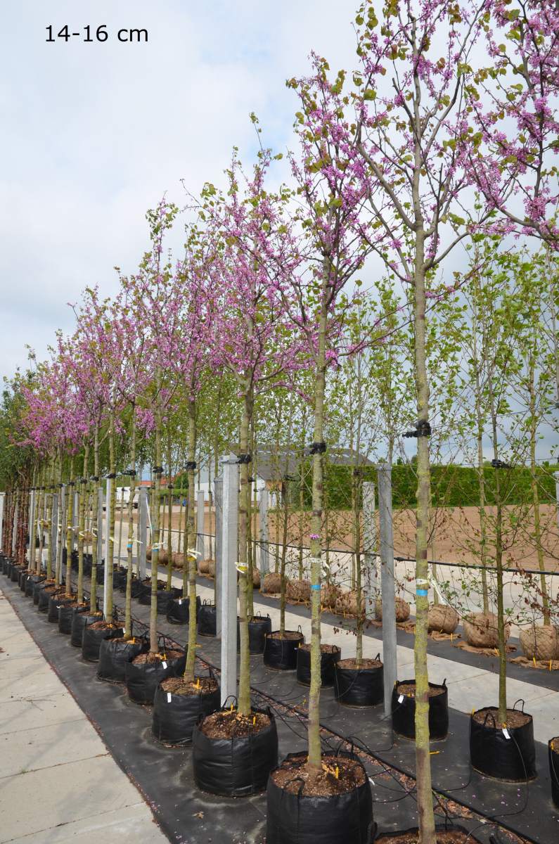 Judasbaum: Gewöhnlicher Judasbaum