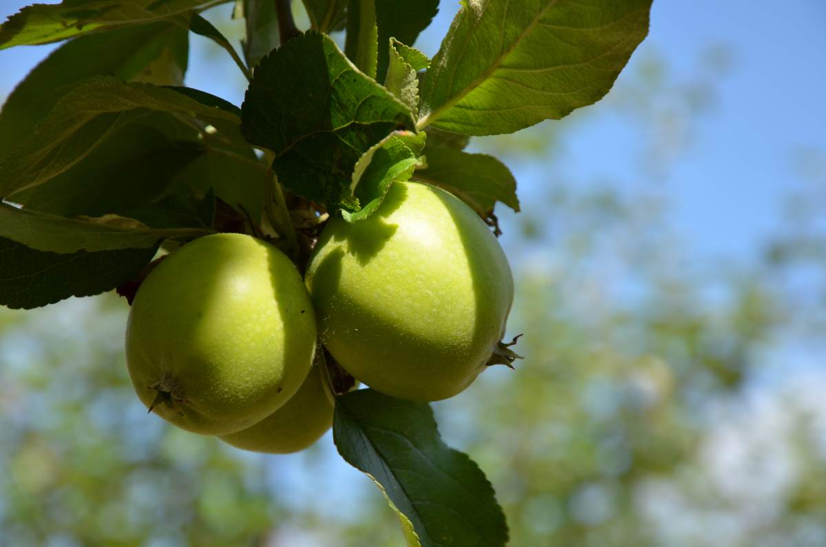 Apfel: Ananasrenette