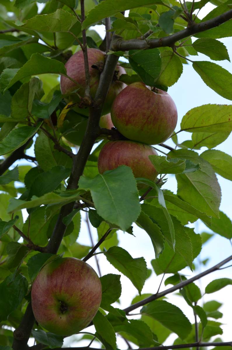 Apfel: Gewürzluiken