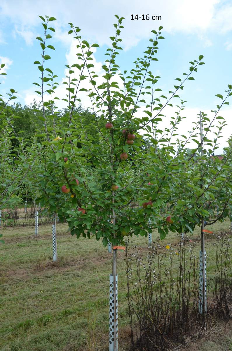 Apfel: Gewürzluiken