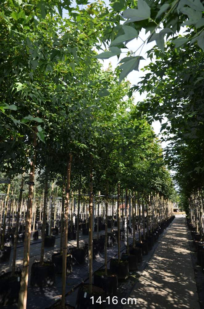 Ahorn: Dreizahn-Ahorn