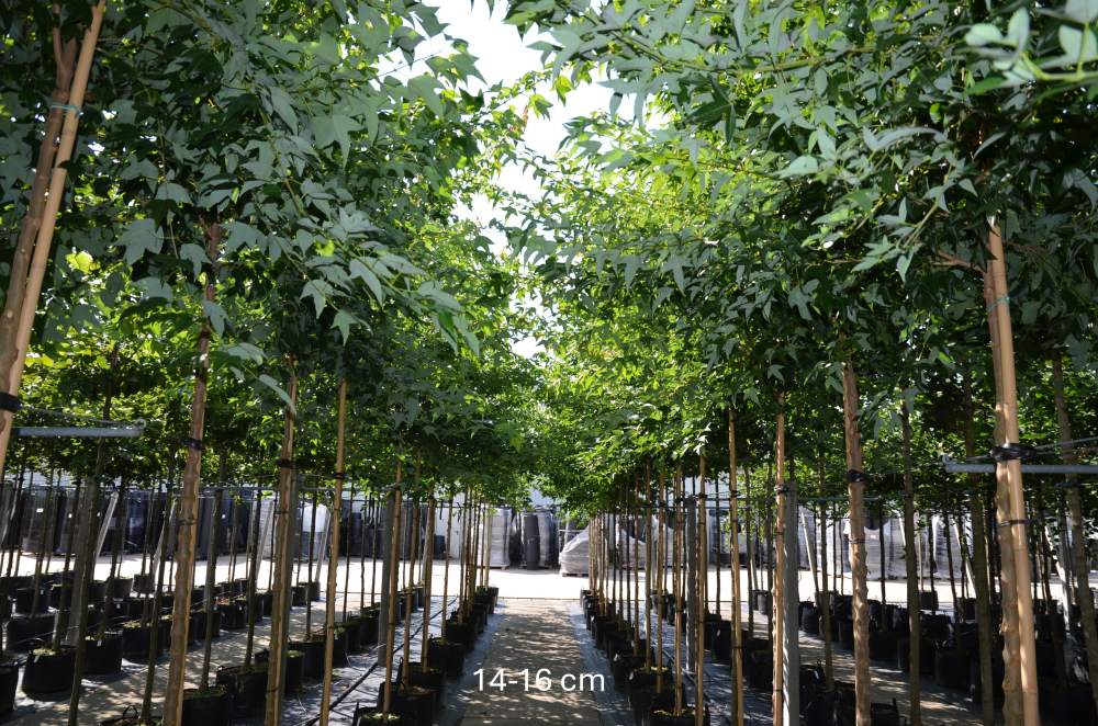 Ahorn: Dreizahn-Ahorn