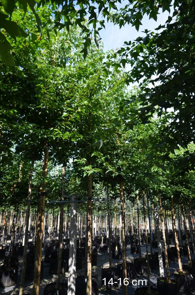 Ahorn: Dreizahn-Ahorn