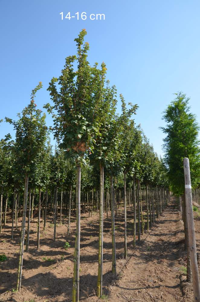 Ahorn: Säulen-Feldahorn