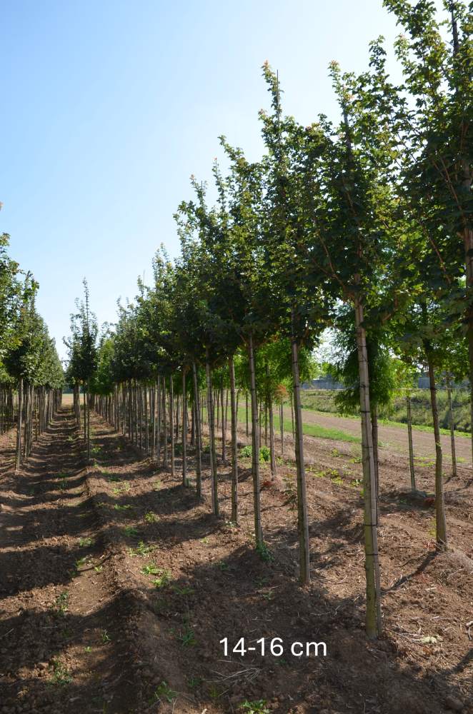 Ahorn: Säulen-Feldahorn