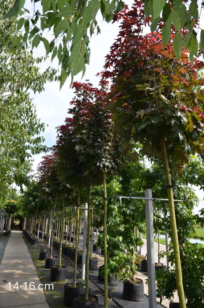 Ahorn: Rotblättriger Pyramiden-Ahorn Crimson Sentry