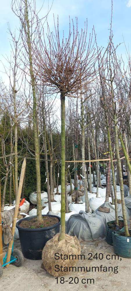 Ahorn: Kugelahorn mit 240 cm Stammhöhe