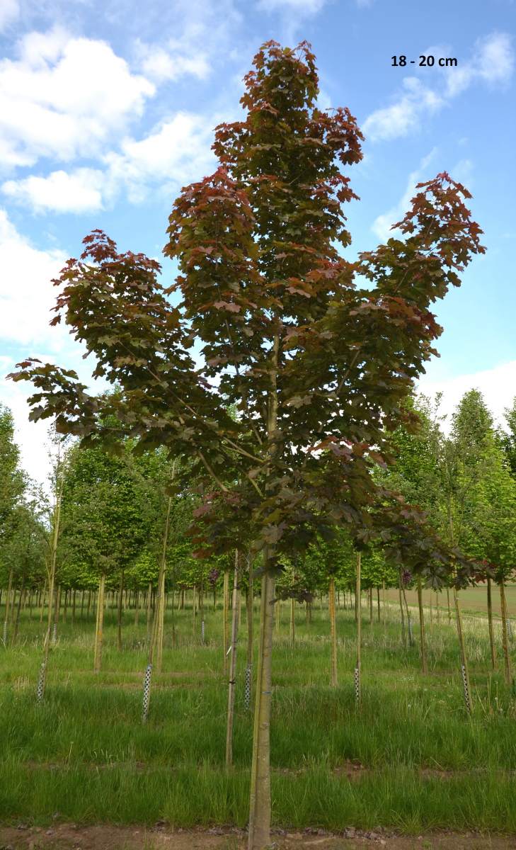 Ahorn: Blutahorn Deborah