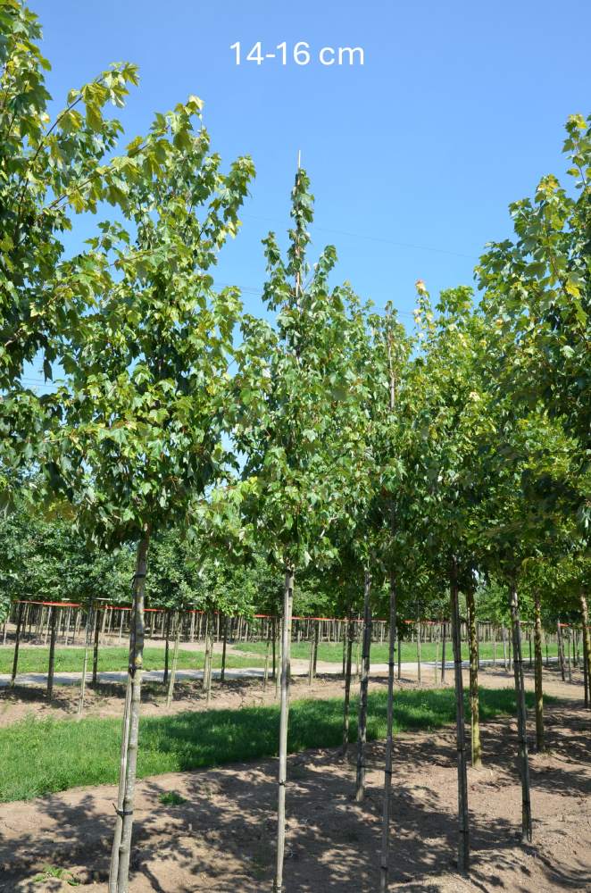 Ahorn: Säulen-Rotahorn