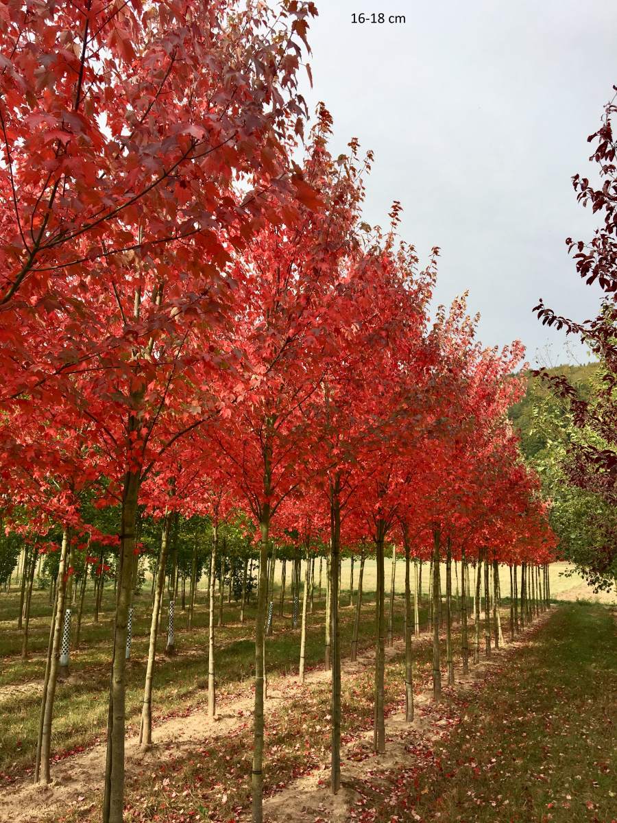 Ahorn: Rotahorn Sun Valley