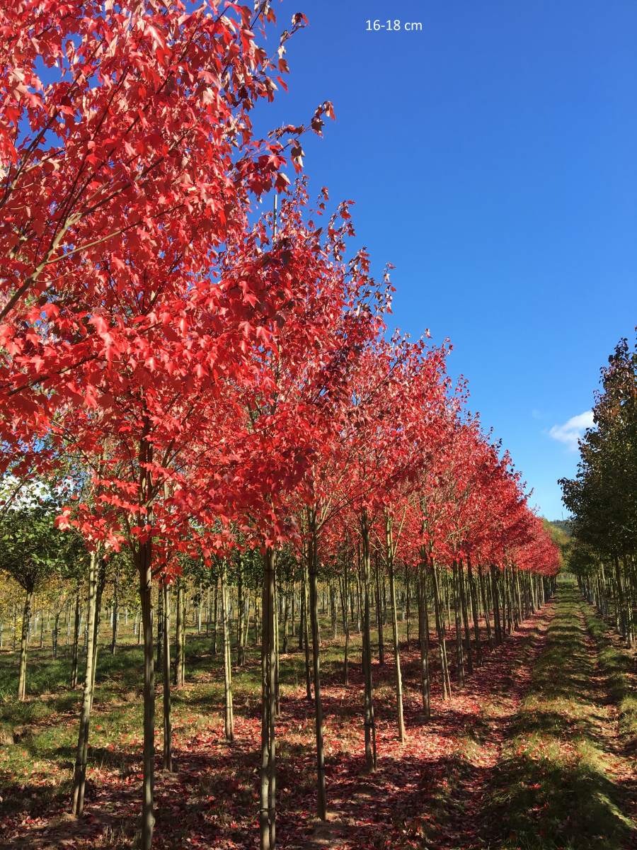 Ahorn: Rotahorn Sun Valley