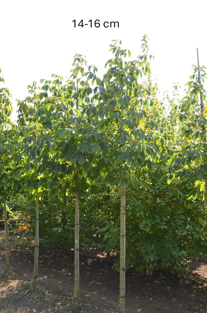 Kastanie: Gelbe Kastanie