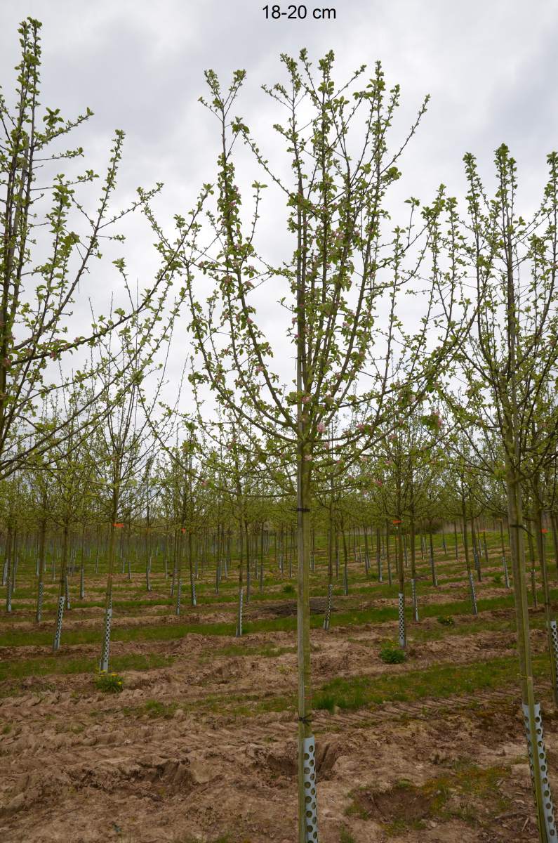 Apfel: Alkmene