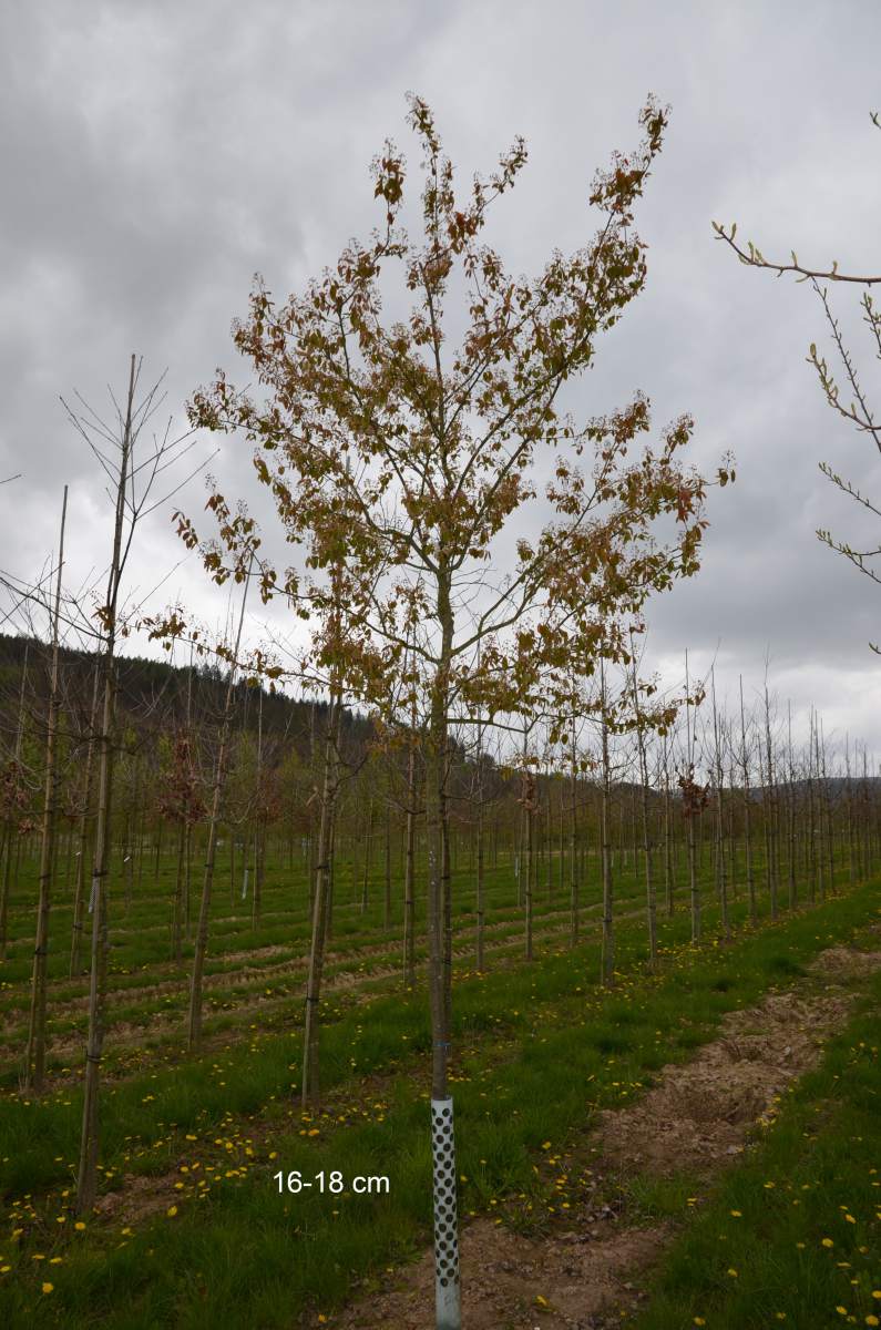 Felsenbirne: Kupfer-Felsenbirne