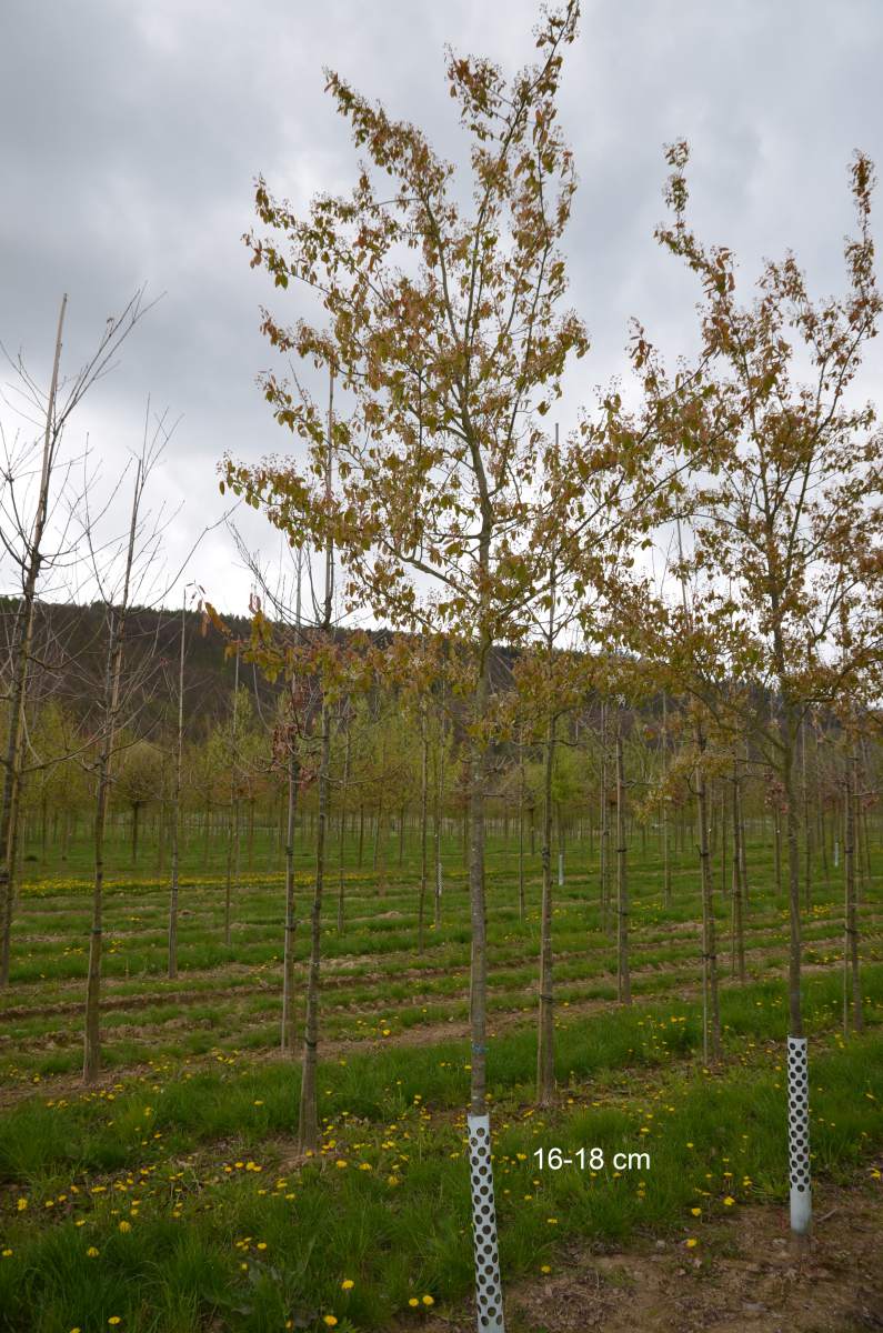 Felsenbirne: Kupfer-Felsenbirne