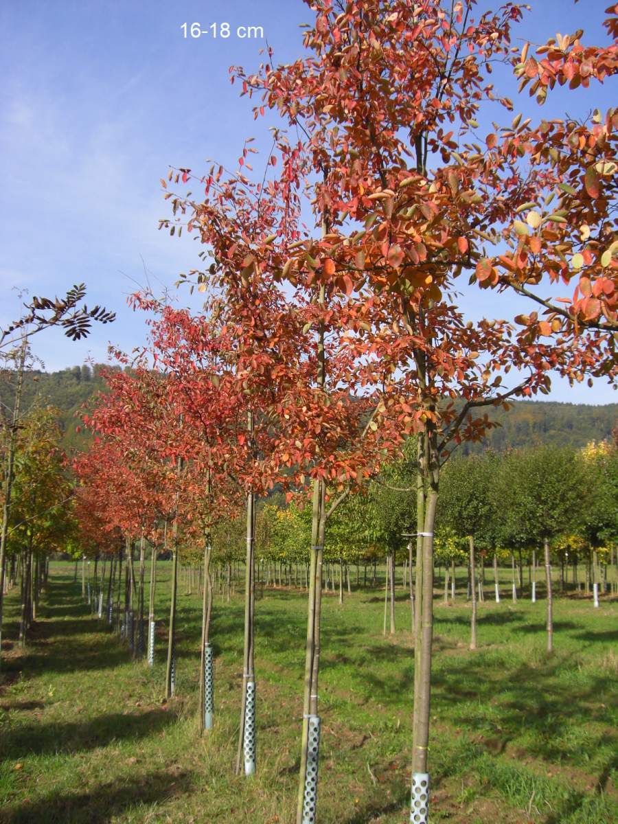 Felsenbirne: Kupfer-Felsenbirne